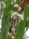 Eucalyptus ebbanoensis