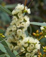 Eucalyptus famelica