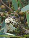 Eucalyptus famelica