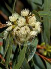 Eucalyptus famelica