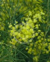 Acacia meiantha