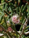 Hakea clavata