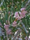 Hakea clavata