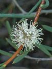 Hakea clavata