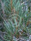 Hakea clavata