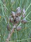 Hakea invaginata