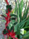 Anigozanthos Bush Dance