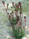 Anigozanthos Bush Dance