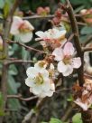 Chaenomeles speciosa Moerloosei