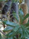 Banksia conferta