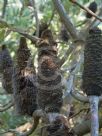 Banksia conferta