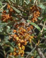 Grevillea floribunda