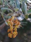 Grevillea floribunda