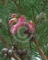 Calothamnus rupestris