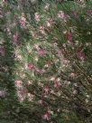 Hakea verrucosa