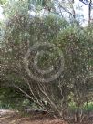 Hakea verrucosa