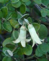 Correa Ivory Bells