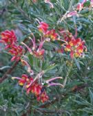 Grevillea Fireworks