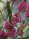 Hakea multilineata Winter Burgundy