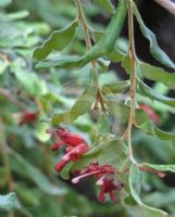 Grevillea linsmithii