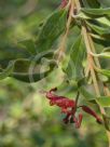 Grevillea linsmithii