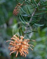 Grevillea juniperina villosa