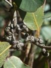 Eucalyptus neglecta