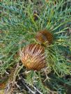 Dryandra fraseri fraseri