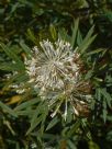 Grevillea manglesii ornithopoda