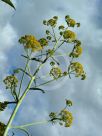 Ferula communis glauca