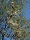 Hakea lorea