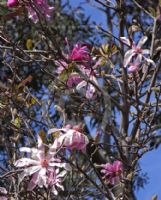 Magnolia stellata Rosea