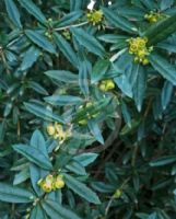 Berberis wilsoniae subcaulialata