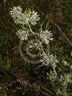 Grevillea corrugata