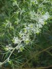 Grevillea corrugata