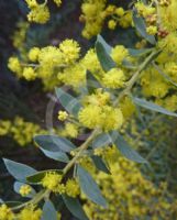 Acacia kettlewelliae pravissima