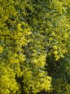 Acacia kettlewelliae pravissima