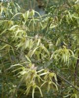 Clematis leptophylla