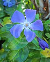 Vinca major Maculata