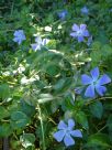 Vinca major Maculata