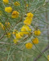 Acacia barakulensis