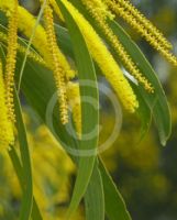 Acacia longispicata