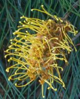 Grevillea Yamba Sunshine