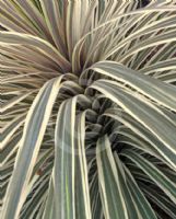 Cordyline australis Torbay Dazzler