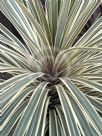 Cordyline australis Torbay Dazzler