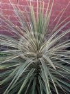 Cordyline australis Torbay Dazzler