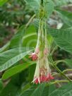 Fuchsia boliviana Alba