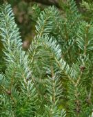 Abies koreana Silberlocke