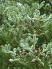 Abies koreana Silberlocke