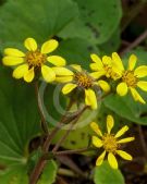 Farfugium japonicum